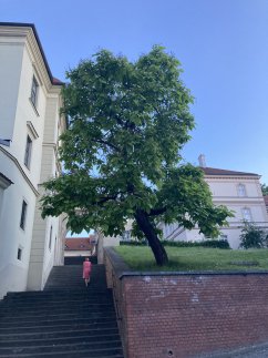 Catalpa bignonioides 'Aurea'