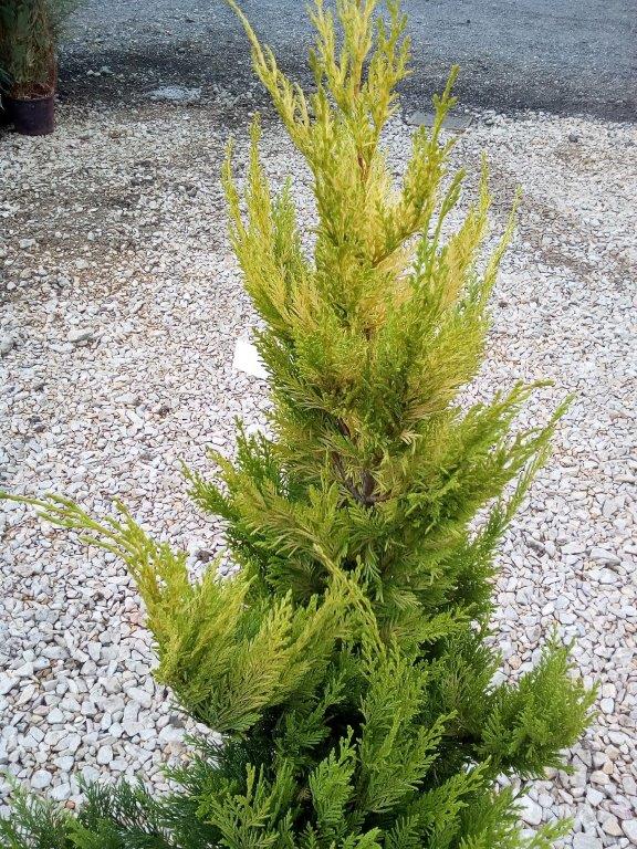 Cupresocyparis leylandii 'Golden Rider'
