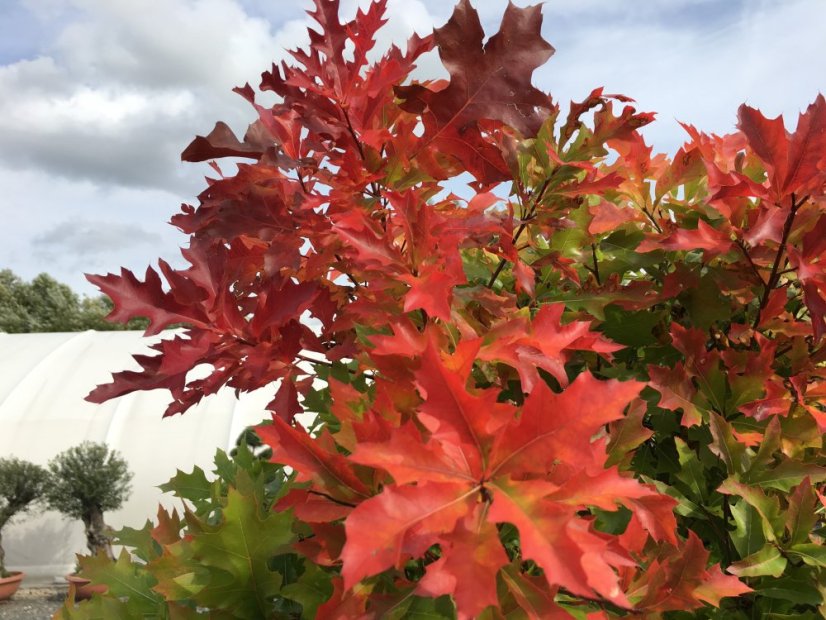 Quercus palustris 'Green Dwarf'