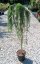 Larix kaempferi 'Stiff Weeper' - Varianty: ko15l kmen 200