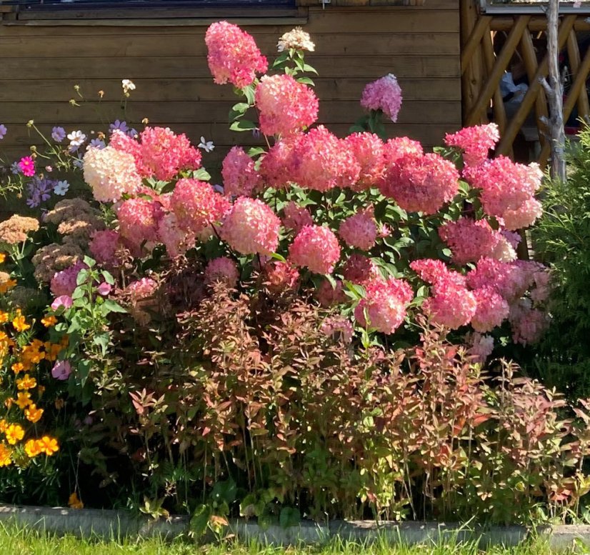 Hydrangea paniculata 'Vanille Fraise' ® - Varianty: ko5l velikost 60-80
