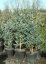 Cedrus atlantica 'Glauca'