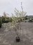 Amelanchier lamarckii - Varianty: ko60l velikost 200-250