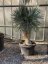 Yucca rostrata