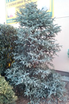 Abies pinsapo Glauca