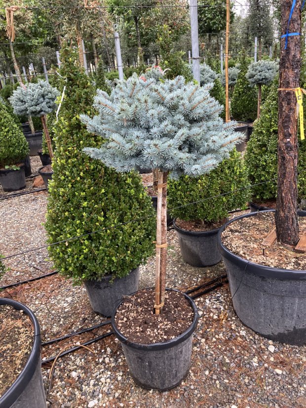 Picea pungens 'Glauca Globosa' - Varianty: ko35l kmen 120