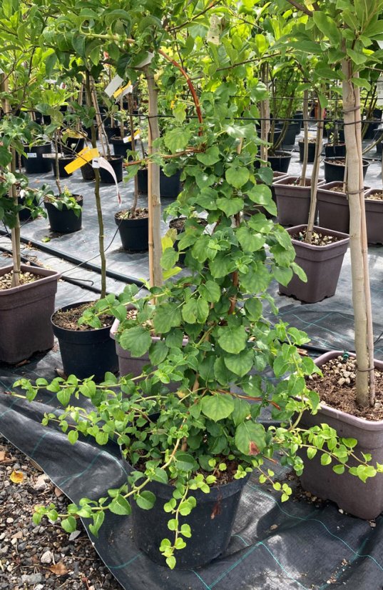Hydrangea Petiolaris