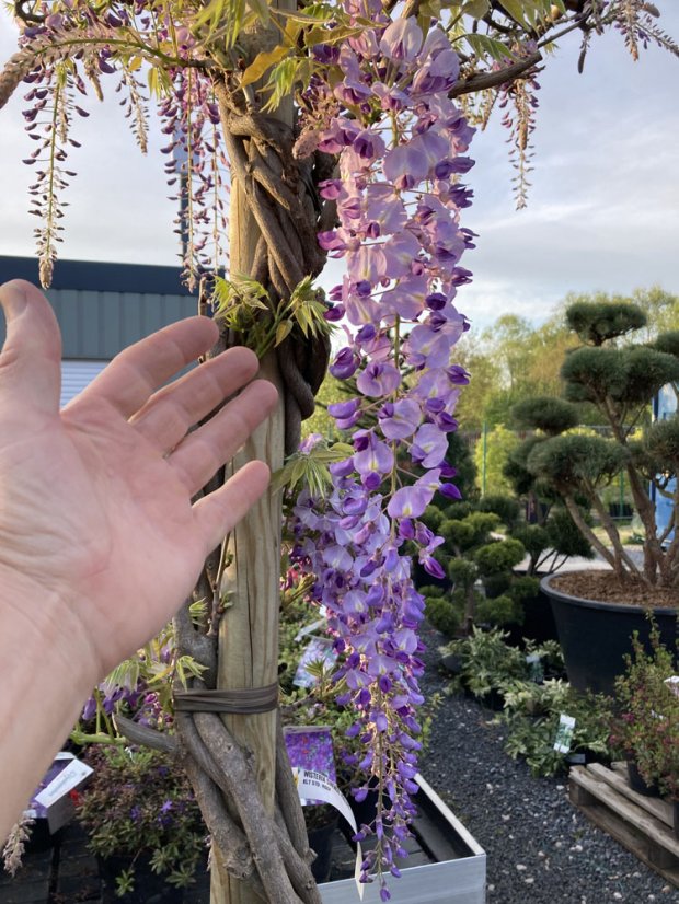 Wisteria floribunda 'Macrobotrys’ - Varianty: ko3l velikost 150-200