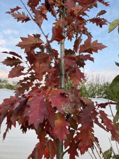 Quercus rubra
