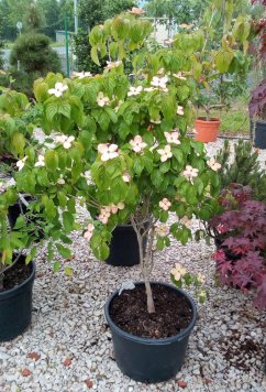 Cornus kousa 'Satomi'