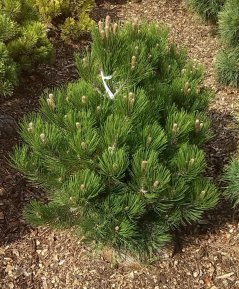 Pinus leucodermis 'Satelit'