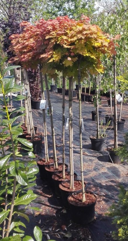Acer pseudoplatanus 'Brilliantissimum' - Varianty: ko10l kmen 150