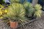 Yucca rostrata