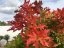 Quercus palustris 'Green Dwarf'