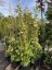 Viburnum plicatum 'Kilimanjaro' - Varianty: ko20l velikost 175-200