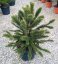 Araucaria araucana - Varianty: ko10l velikost 50-60