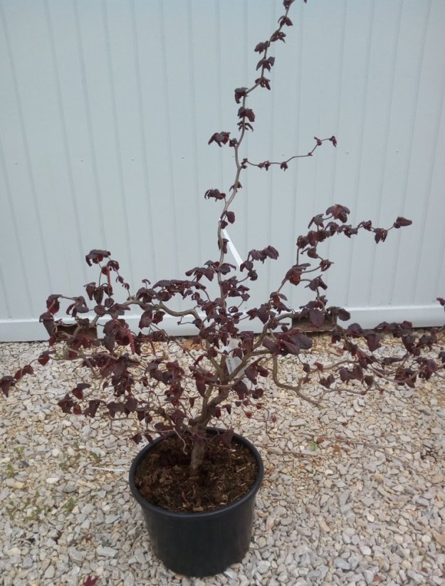 Corylus avellana 'Red Majestic' - Varianty: VQLT14 velikost 80-100