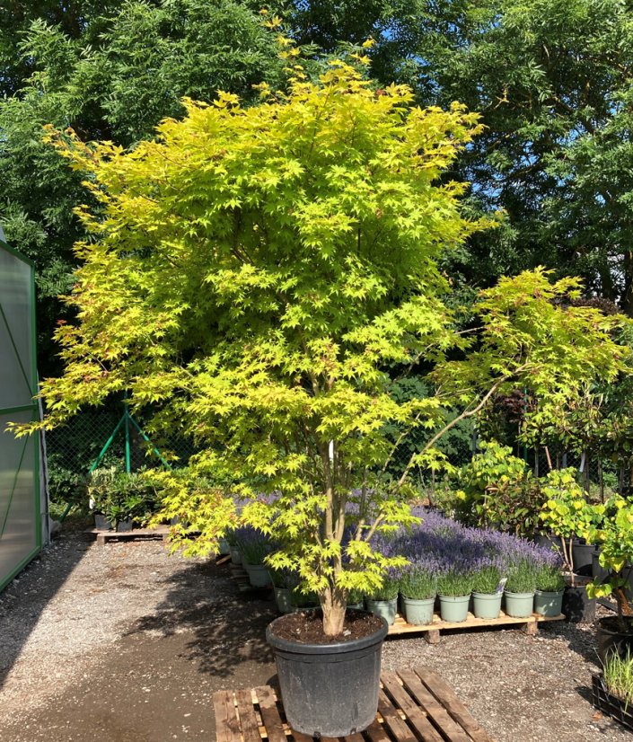 Acer palmatum 'Summer Gold' - Varianty: ko12l velikost 80-100