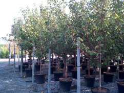 Prunus armeniaca 'Bergeron'