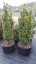 Taxus baccata 'David' - Varianty: ko80l velikost 160-180