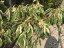 Cornus controversa 'Variegata' - Varianty: ko20l velikost 125-150