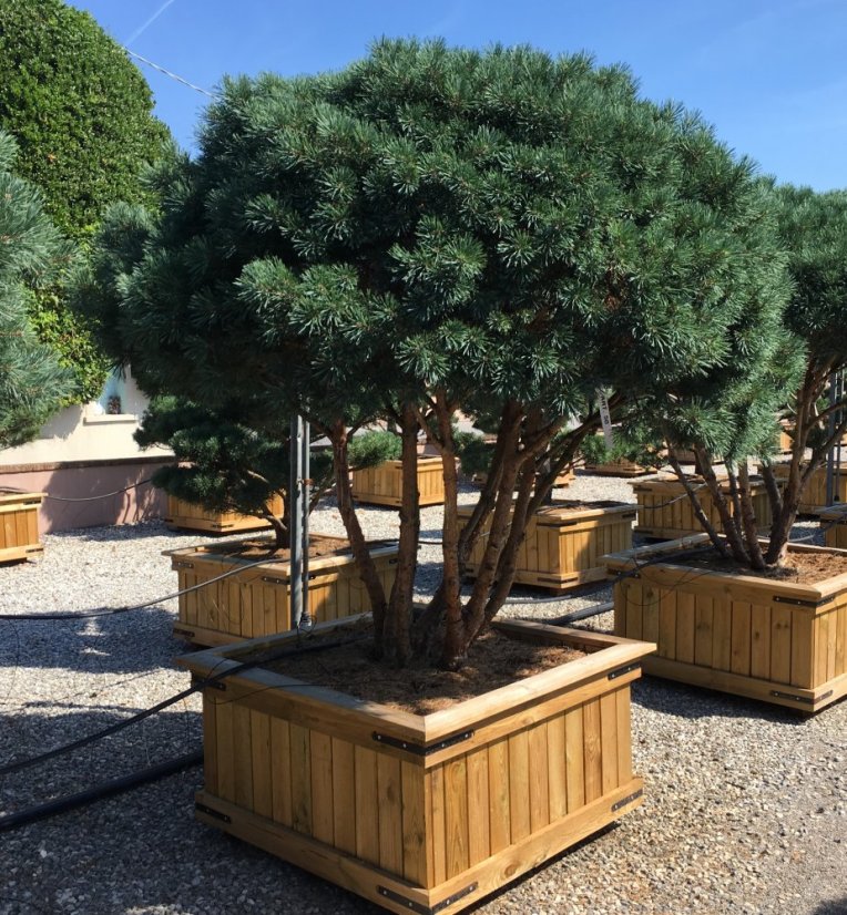 Pinus sylvestris 'Watererii' - Varianty: ko110l velikost 100-125 pompon