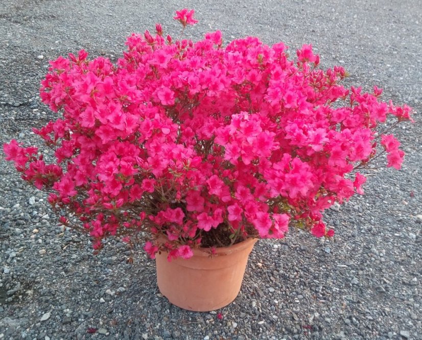 Azalea japonica - Varianty: "Stewartstown" ko4l velikost 25-30 oranžová