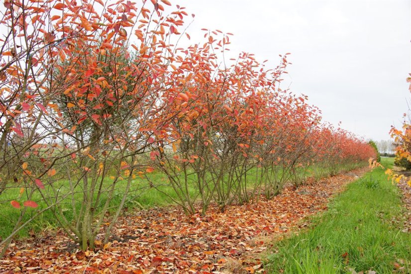 Amelanchier lamarckii