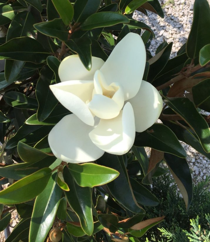 Magnolia grandiflora 'Alta' - Varianty: ko18l velikost 100-125
