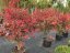 Euonymus alatus