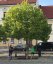 Platanus x acerifolia 'Alphens Globe' - Varianty: ko35l velikost ok 8-10
