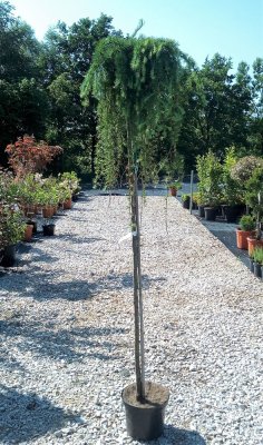 Larix kaempferi 'Stiff Weeper'