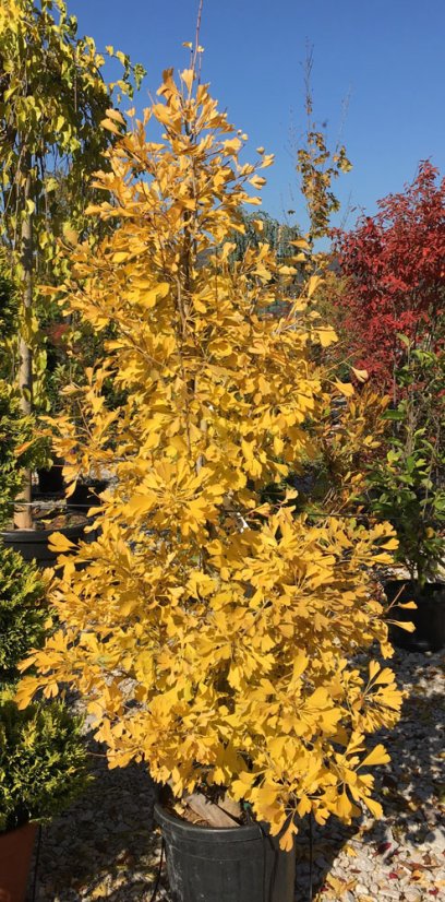 Ginkgo biloba 'Fastigiata Blagon'