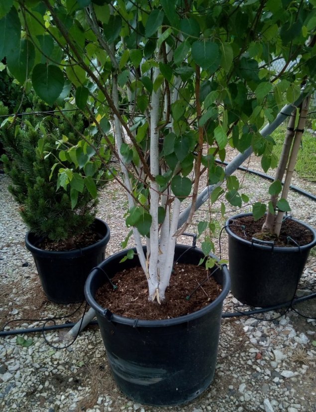 Betula jacquemontii - Varianty: ko35l velikost 200-250 vícekmen