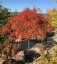 Acer palmatum 'Dissectum' - Varianty: ko18l velikost 100-125 dole roubovaný