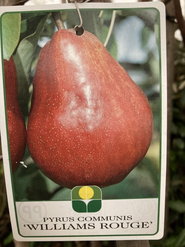 Pyrus communis 'Williamsova červená' CAC Pyrus communis 'Williamsova červená' CAC