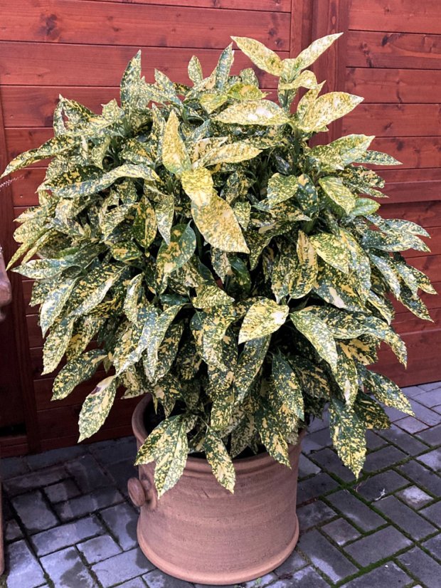 Aucuba japonica 'Crotonifolia' - Varianty: ko10l velikost 60-80 Aucuba japonica 'Crotonifolia' - Varianty: ko10l velikost 60-80