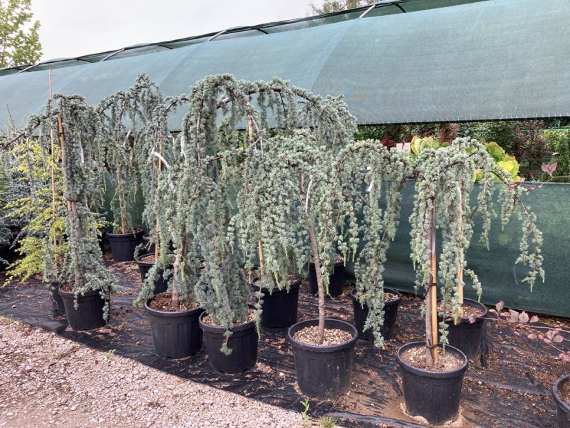 Cedrus atlantica 'Glauca Pendula' - Varianty: ko230l velikost ok 30-35