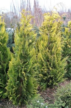 Chamaecyparis lawsoniana 'Ivonne'