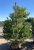 Pinus nigra
