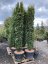 Taxus baccata 'Fastigiata Aurea' - Varianty: ko30l velikost 100-125