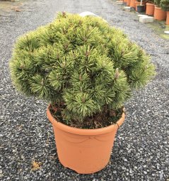 Pinus mugo 'Mops'