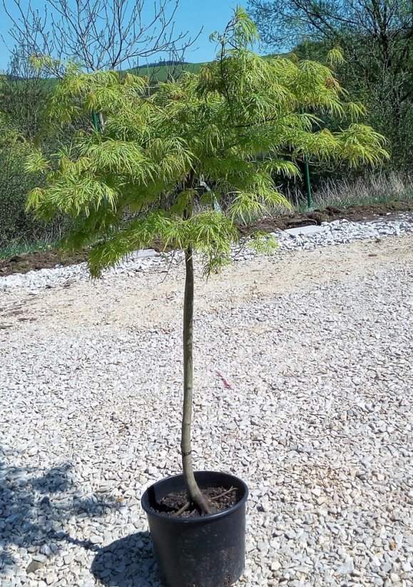 Acer palmatum 'Dissectum' - Varianty: ko18l velikost 100-125 dole roubovaný