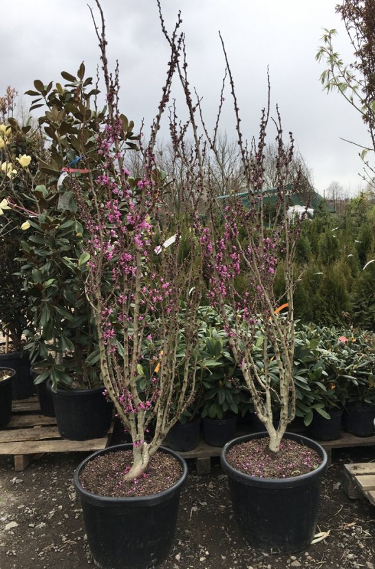 Cercis chinensis 'Avondale'