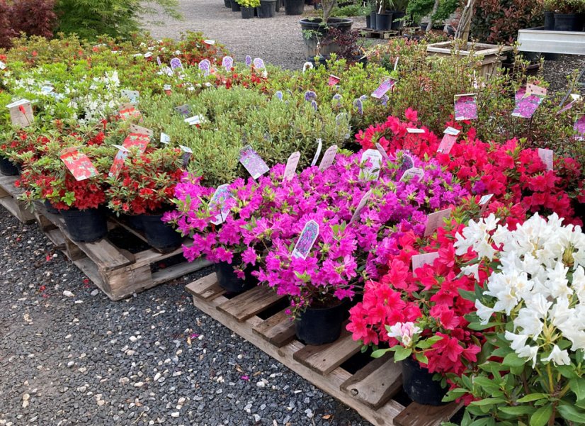 Azalea japonica - Varianty: "Stewartstown" ko4l velikost 25-30 oranžová