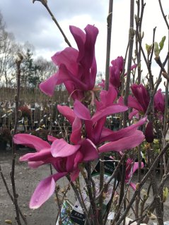 Magnolia liliflora 'Nigra'