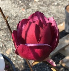 Magnolia 'Genie' ®