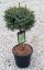 Picea omorika 'Nana'