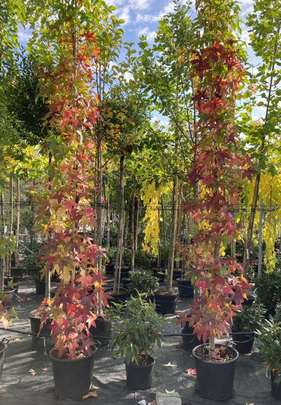Liquidambar styraciflua 'Slender Silhouette'
