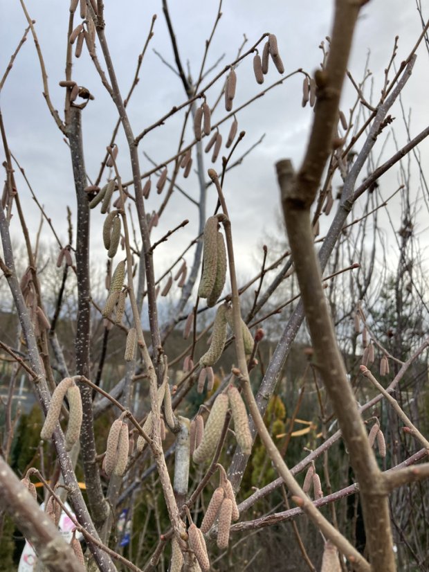 Corylus avellana 'Webbova' Corylus avellana 'Webbova'